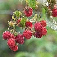 Rubus 'Tulameen' Raspberry 6" Pot