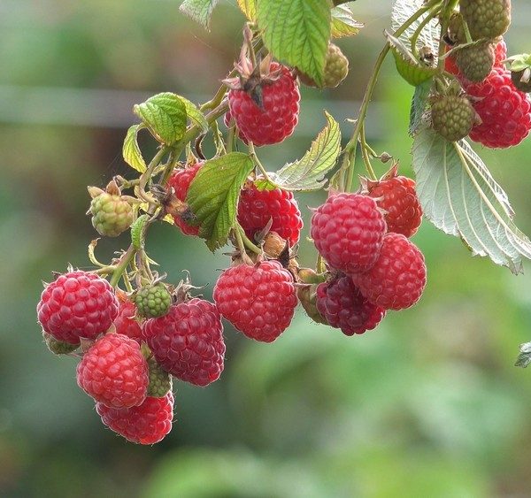 Rubus 'Tulameen' Raspberry 6" Pot