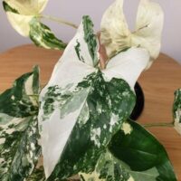 Syngonium podophyllum 'Fantasy'