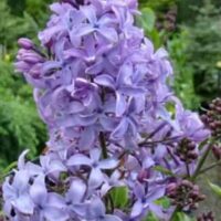 Syringa x hyacinthiflora Blue Hyacinth flower