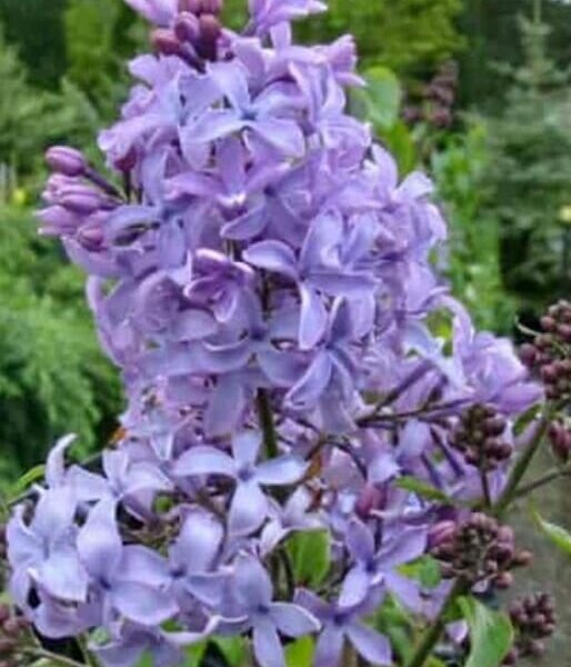 Syringa x hyacinthiflora Blue Hyacinth flower