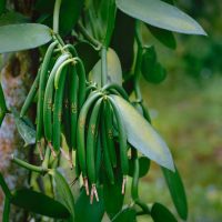 Vanilla Bean (Hanging Basket) 5" Pot