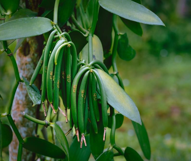 Vanilla Bean (Hanging Basket) 5" Pot
