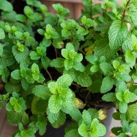 Mint 'Eau de Cologne' 4" Pot