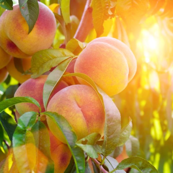 Prunus 'Goldmine' Nectarine