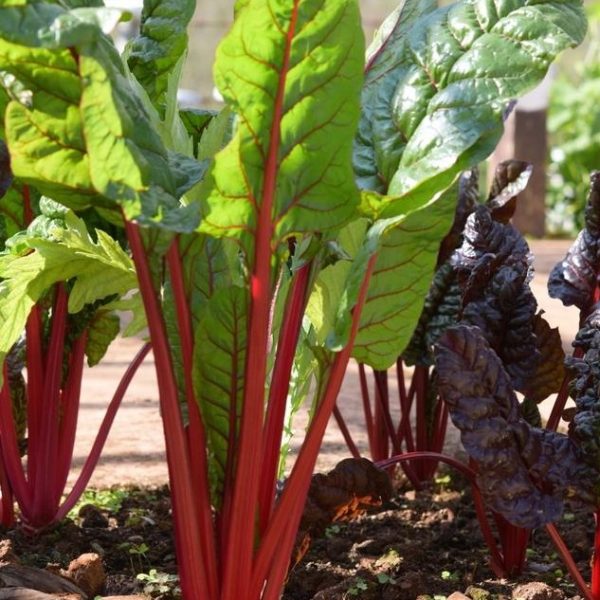 Rhubarb 4" Pot