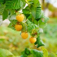 Rubus 'Gold' Raspberry 6" Pot