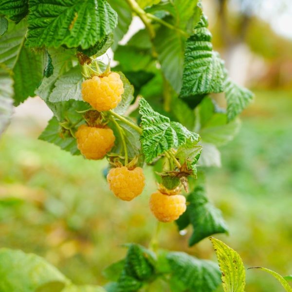 Rubus 'Gold' Raspberry 6" Pot
