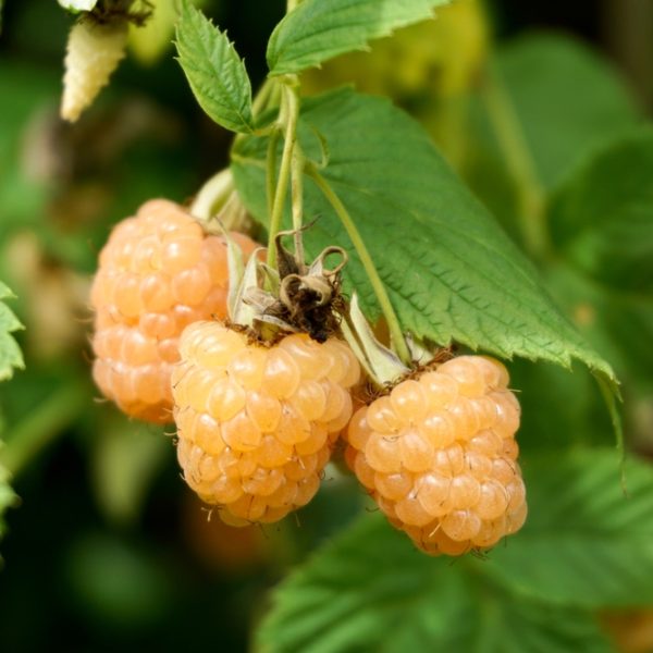 Rubus 'Yellow' Raspberry 6" Pot