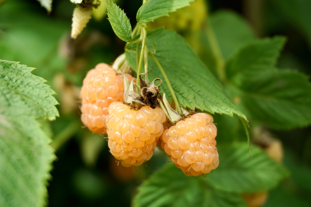 Rubus 'Yellow' Raspberry 6" Pot