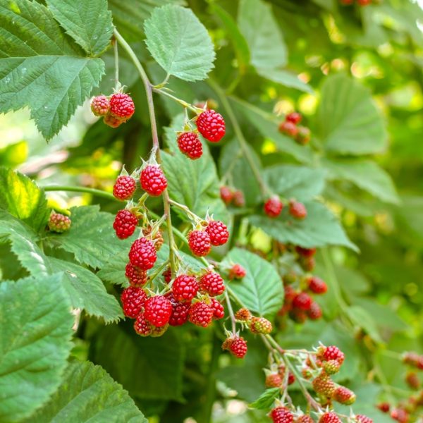 Rubus 'Chilcotin' Raspberry' 6" Pot