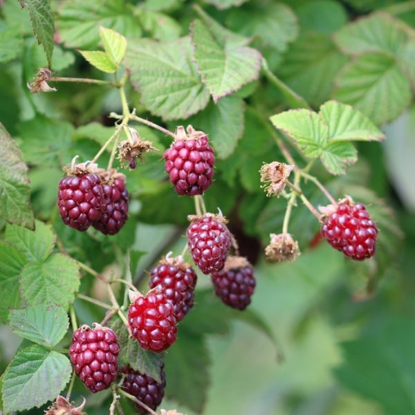 Rubus 'Willamette' Raspberry 6" Pot
