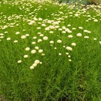 Santolina 'Olive Herb' 4" Pot