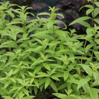 Verbena 'Lime' 4" Pot