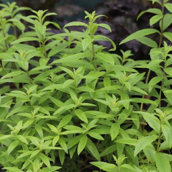 Verbena 'Lime' 4" Pot