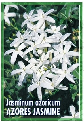 Azores Jasmine