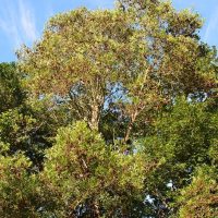 acacia melanoxylon blackwood acacia wattle large australian native tree