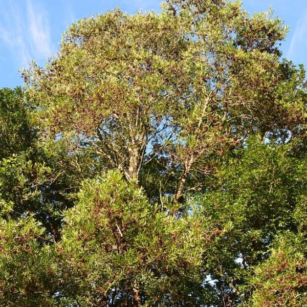 acacia melanoxylon blackwood acacia wattle large australian native tree