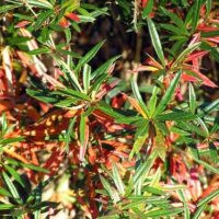 Berberis julianae Spring Glory Japanese barberry