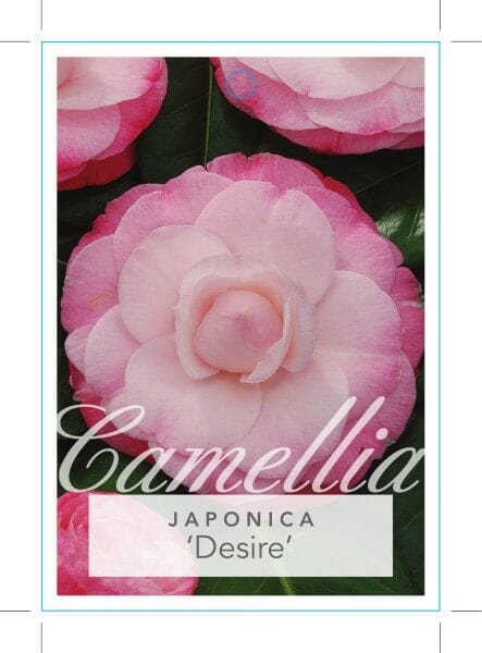 Camellia japonica Desire
