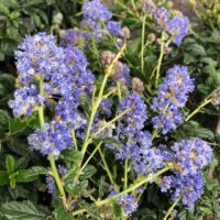 Ceanothus Joyce Coulter flower