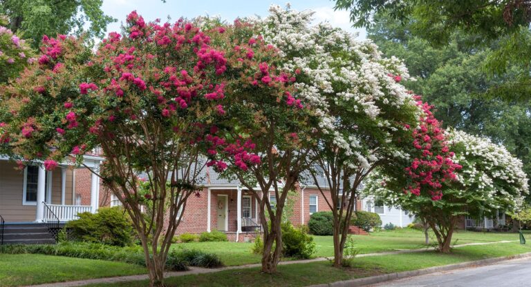 Crepe Myrtle Graceful