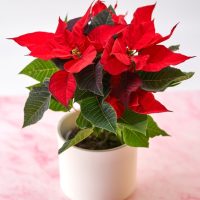 A vivid Euphorbia 'Poinsettia' Red, showcasing striking red and green leaves, sits in a pot on a pink marbled surface with a simple backdrop.