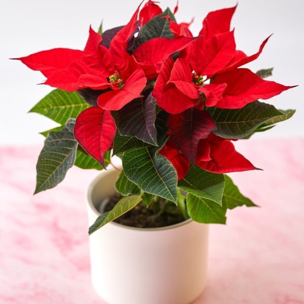 A vivid Euphorbia 'Poinsettia' Red, showcasing striking red and green leaves, sits in a pot on a pink marbled surface with a simple backdrop.