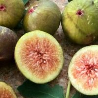 Ficus carica Preston Prolific Fig tree