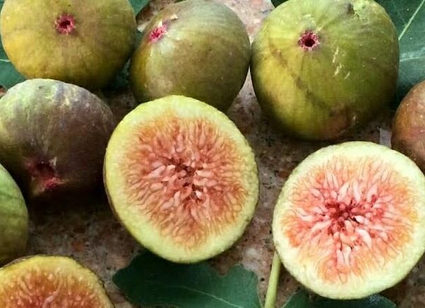 Ficus carica Preston Prolific Fig tree