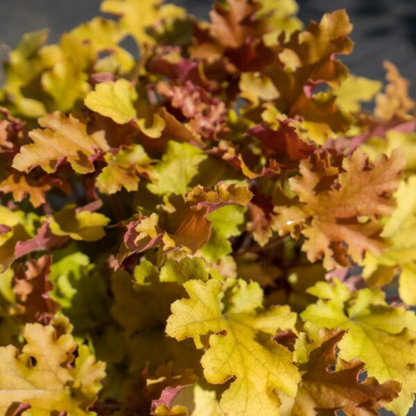 Hello Hello Plants Nursery Melbourne Victoria Australia Heuchera hybrid Marmalade Foliage