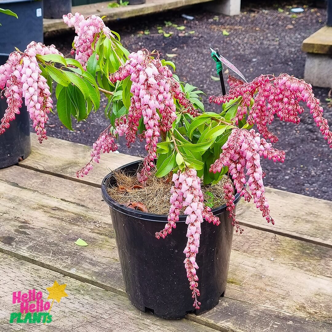 Pieris 'Christmas Cheer' - Image 3