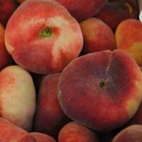 PRUNUS PERSICA NECTARINE TANGO DWARF FLAT NECTARINE