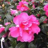 Pinktastic