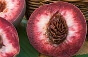 Prunus persica Dwarf Indian Peach FRUIT 1