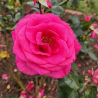 hot pink large rose in appreciation