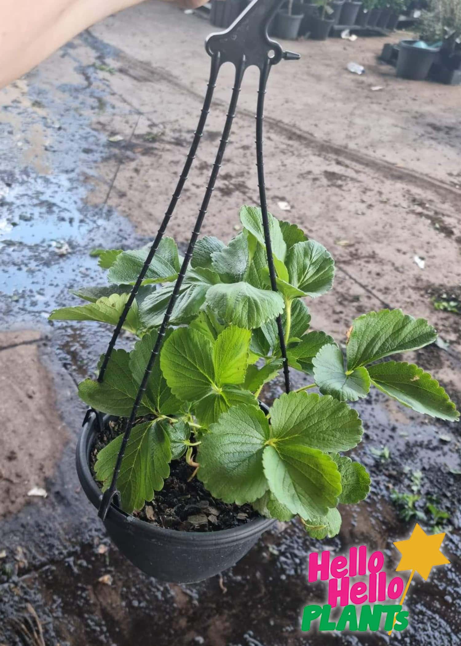 Strawberry Hanging Basket 1
