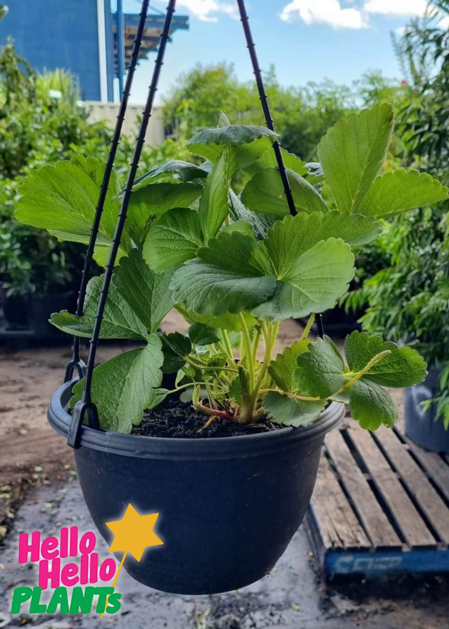 Strawberry Hanging Basket