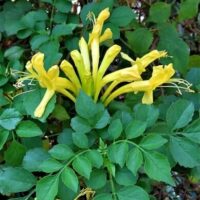 Golden Cape Honeysuckle