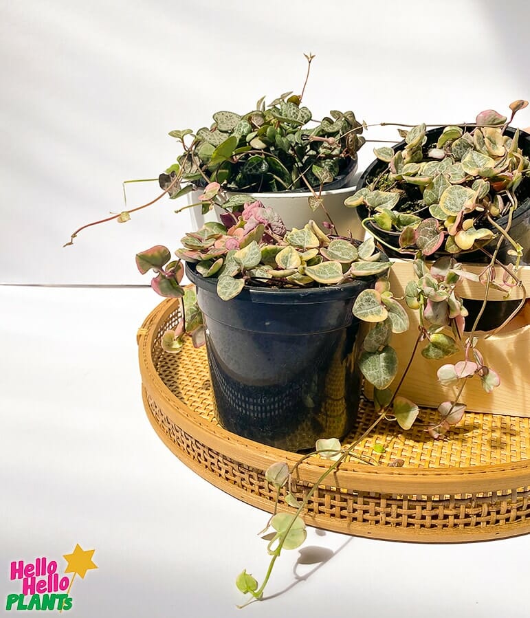 chain of hearts variegated 1