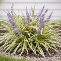 A variegated Liriope with long green and yellow leaves and tall purple flower spikes sits beside Abelia 'Kaleidoscope' (Glossy Abelia), bordered by small rocks in a landscaped garden bed.