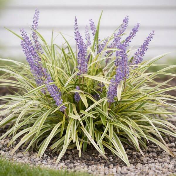 A variegated Liriope with long green and yellow leaves and tall purple flower spikes sits beside Abelia 'Kaleidoscope' (Glossy Abelia), bordered by small rocks in a landscaped garden bed.