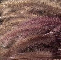 pennisetum setaceum little red riding hood