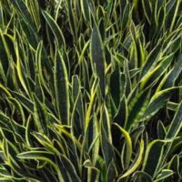 sansevieria black gold