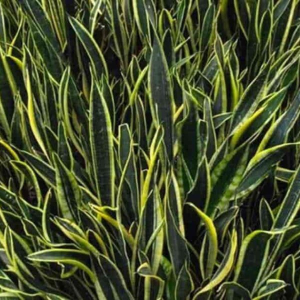 sansevieria black gold