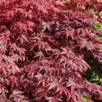 Acer 'Fireglow' Acer palmatum