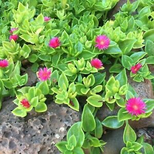 Aptenia 'Baby Sunrose' is a green succulent groundcover with bright pink flowers, ideal for rocky spots. Available in a 4" pot.
