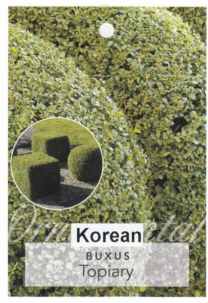 Buxus 'Korean Box' Topiary Ball 16" Pot - Image 3