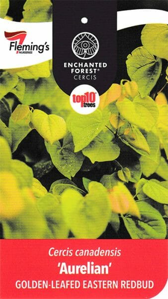 Cercis 'Golden Leaf' Eastern Redbud - Image 2