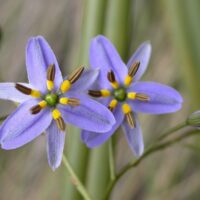 Two purple Dianella admixta 'Spreading Flax Lily' flowers with six petals and bright yellow-brown stamens, surrounded by green stems and buds, are shown up close—perfect for your garden in a 2" pot.